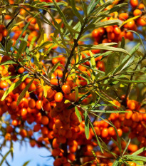 Rakytník řešetlákový - Hippophae rhamnoides - osivo rakytníku - 8 ks