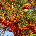 Rakytník řešetlákový - Hippophae rhamnoides - osivo rakytníku - 8 ks