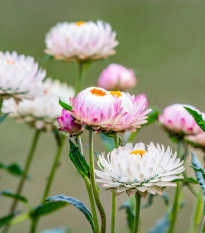 Smil listenatý White - Helichrysum bracteatum - osivo smilu - 300 ks