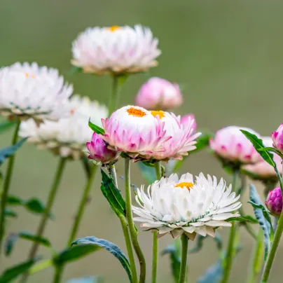 Smil listenatý White - Helichrysum bracteatum - osivo smilu - 300 ks