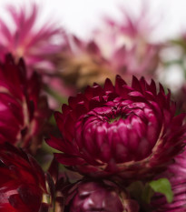 Smil listenatý Purple - Helichrysum bracteatum - osivo smilu - 300 ks