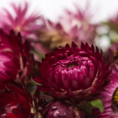 Smil listenatý Purple - Helichrysum bracteatum - osivo smilu - 300 ks