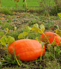 Dýně obrovská Atlantic Giant F1 - Cucurbita maxima duch. - osivo dýně - 4 ks