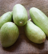 Meloun zeleninový Carosello Baresey - Cucumis flexuosus - osivo melounu - 7 ks