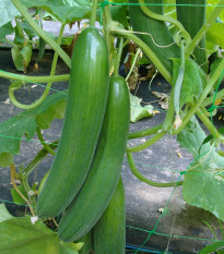 Okurka salátová Saturn F1 - Cucumis sativus - osivo okurky - 10 ks