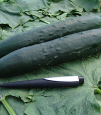 Okurka salátová Aikon F1 - Cucumis sativus - osivo okurky - 10 ks