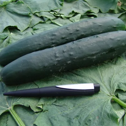 Okurka salátová Aikon F1 - Cucumis sativus - osivo okurky - 10 ks