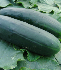 Okurka salátová Obelix F1 - Cucumis sativa - osivo okurky - 20 ks