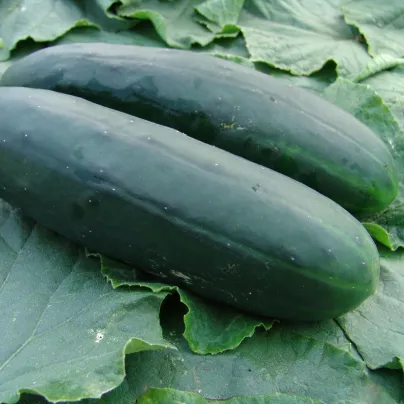 Okurka salátová Obelix F1 - Cucumis sativa - osivo okurky - 20 ks