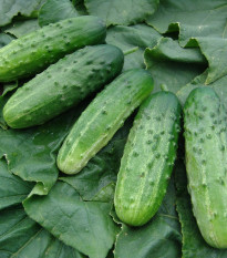 Okurka nakládačka Altaj F1 - Cucumis sativus - osivo okurky - 15 ks