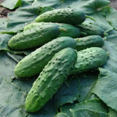 Okurka nakládačka Regina F1 - Cucumis sativus - osivo okurky - 20 ks