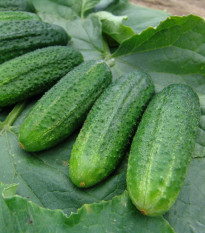 Okurka partenokarpická Partner - Cucumis sativus - osivo okurek - 50 ks