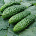 Okurka nakládačka Zuzana F1 - Cucumis sativus - osivo okurky - 30 ks