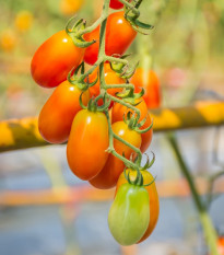 Rajče Radana - Solanum lycopersicum - osivo rajčat - 15 ks