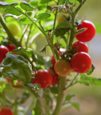 Rajče Bejbino F1 - Solanum lycopersicum - osivo rajčat - 7 ks