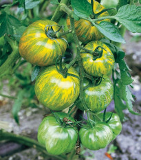 Rajče Zelená zebra - Solanum lycopersicum - osivo rajčat - 6 ks