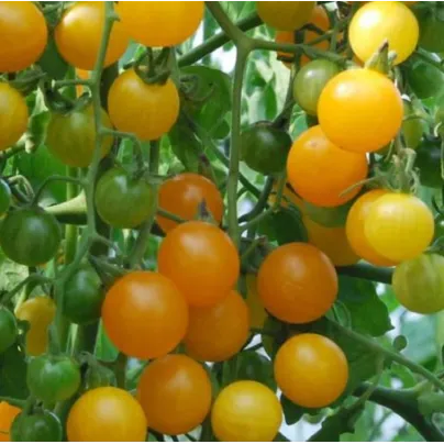 Rajče divoké rybízové Gold Rush - Solanum pimpinellifolium - osivo rajčat - 6 ks