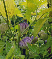 Mochyně dužnoplodá - Physalis philadelphica - osivo mochyně - 5 ks