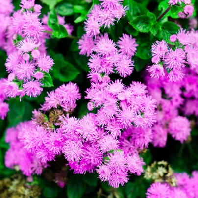 Nestařec americký Pink - Ageratum houstonianum - osivo nestařce - 30 ks