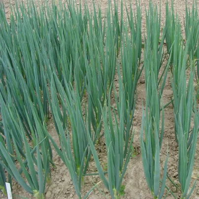 Cibule sečka Entita - Allium fistulosum L. - osivo cibule - 0,4 g