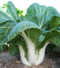 Zelí čínské Paket - Brassica chinensis - osivo zelí - 100 ks