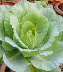 Zelí bílé Pourovo - Brassica oleracea - osivo zelí - 200 ks