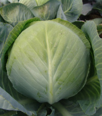 Zelí Aros F1 - Brassica oleracea - osivo zelí - 100 ks