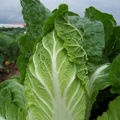 Zelí pekingské Hilton - Brassica pekinensis - osivo zelí - 100 ks