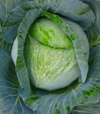 Zelí bílé Brunswijker - Brassica oleracea - osivo zelí - 150 ks