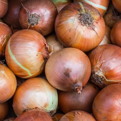 Cibule ozimá Winteria - Allium cepa - osivo cibule - 250 ks