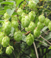 Chmel japonský - Humulus japonicus - osivo chmelu - 7 ks