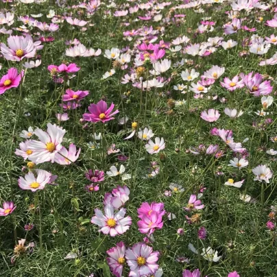 Krásenka Sensation směs barev - Cosmos bipinatus - osivo krásenky - 20 ks