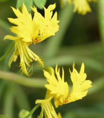 Lichořeřišnice pnoucí stěhovavá - Tropaeolum peregrinum - osivo lichořeřišnice - 15 ks