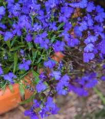 Lobelka drobná Crystal Palace - Lobelia erinus - osivo lobelky - 1000 ks