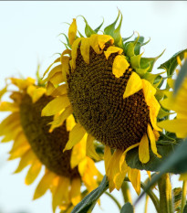 Slunečnice roční Fantazie F1 - Helianthus annuus - osivo slunečnice - 6 ks