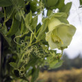 Vilec šplhavý bílý - Cobaea scandens - osivo vilce - 7 ks