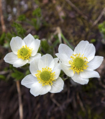 Koniklec alpinský - Pulsatilla vulgaris - osivo koniklece - 10 ks