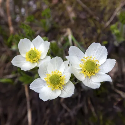 Koniklec alpinský - Pulsatilla vulgaris - osivo koniklece - 10 ks