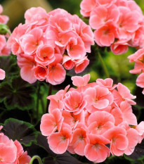 Muškát páskatý Nekita Salmon F1 - Pelargonium zonale - osivo muškátu - 4 ks