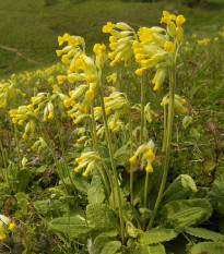 Prvosenka jarní - Primula veris - osivo prvosenky - 50 ks