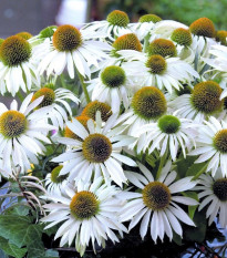 Třapatkovka nachová Primadonna White - Echinacea purpurea - osivo třapatkovky - 15 ks