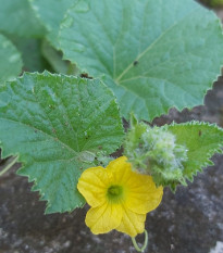 Buvolí tykev - Cucurbita foetidissima - osivo tykve - 3 ks