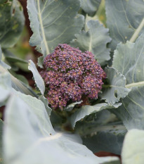 Brokolice Miranda - Brassica oleracea - osivo brokolice - 30 ks