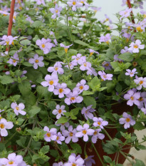 Bakopa Blutopia - Bacopa sutera cordata - osivo bakopy - 7 ks