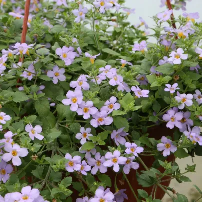 Bakopa Blutopia - Bacopa sutera cordata - osivo bakopy - 7 ks