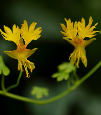 Lichořeřišnice vysoká kanárská - Tropaeolum peregrinum - osivo lichořeřišnice - 10 ks