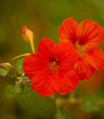 Lichořeřišnice růžová Baby Deep Rose - Tropaeolum minus - osivo lichořeřišnice - 8 ks