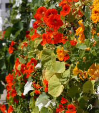 Lichořeřišnice směs barev - Tropaeolum majus naunum - osivo lichořeřišnice - 10 ks