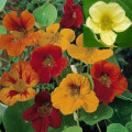 Lichořeřišnice větší Lobbianum směs barev - Tropaeolum majus - osivo lichořeřišnice - 10 ks