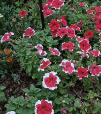 Petúnie mnohokvětá Red Frost F1 - Petunia multiflora - osivo petúnie - 20 ks